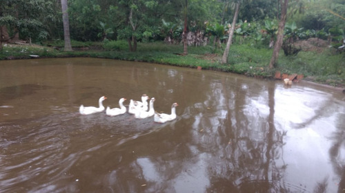 Chácara À Venda, 4 Quartos, 2 Suítes, Pouso Alegre - Ribeirão Pires/sp - 1373