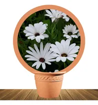 Comprar Semillas De Margarita Africana Blanca X30 Semillas