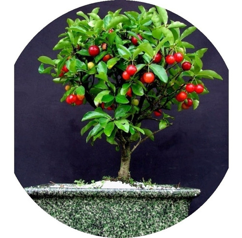 18 Sementes De Acerola Anã Para Vaso / Bonsai, Fruta Exotica