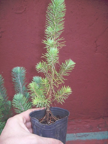 Pino Pinea (piñonero) Jardin/prebonsai. Vivero Arbol Hermano