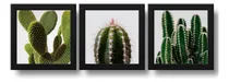 Comprar Set 3 Cuadros Cactus Suculentas Plantas Botanico - 33x33cm Marco Negro