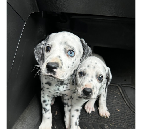 Dálmatas Cachorros Dalmata Cachorro