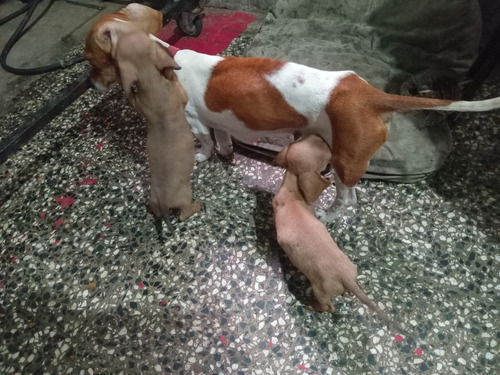Cachorros Salchichas Listo Para Entregar .