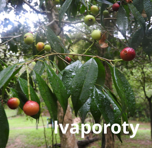 Plantin Ivaporoty, Eugenia Rivularis