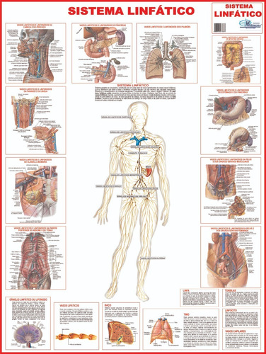 Mapa Sistema Linfático Do Corpo Humano 120 X 90 Cm