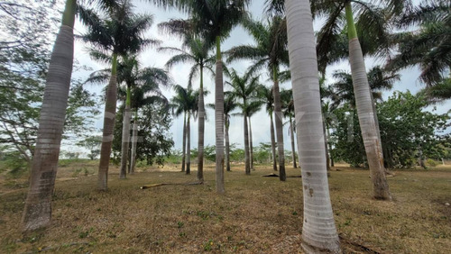 Rancho En Venta En Kinchil Yucatán