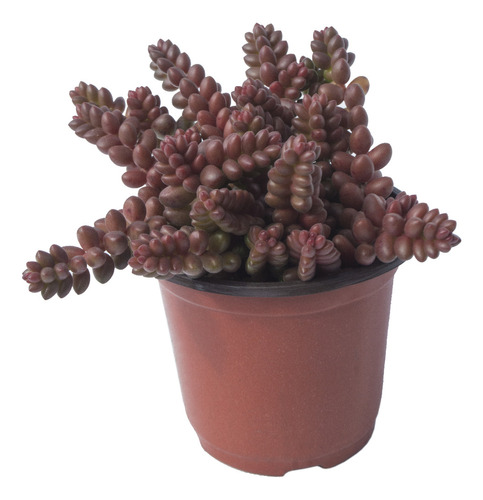 Suculenta Frijolitos (sedum Stahlii) En Maceta