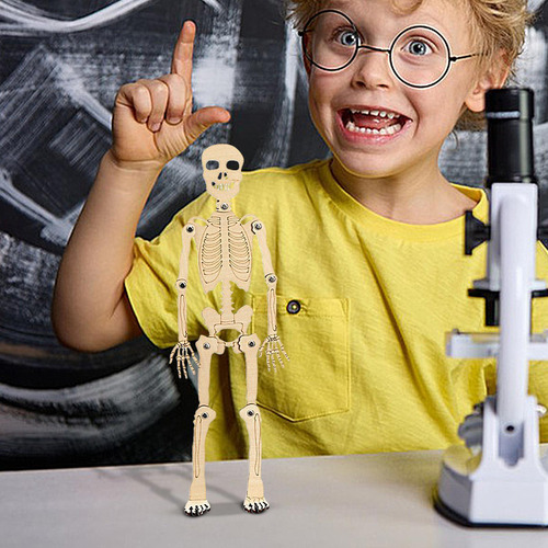 Modelo De Cuerpo Humano Para Niños Modelo De Esqueleto Human