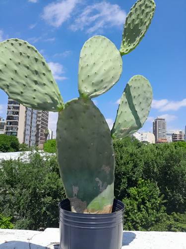 Cactus Opuntia Nopal 65 Cm En Maceta - Planta Única