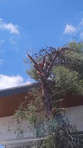 Poda De Arboles Servicio De Poda Tala Extracción De Raíz