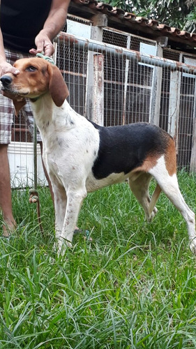 Fox Hound Americano,