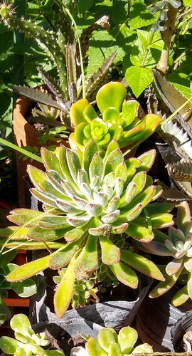 Echeveria Coccinea - Setosa / Suculenta Maceta Cultivo N°12