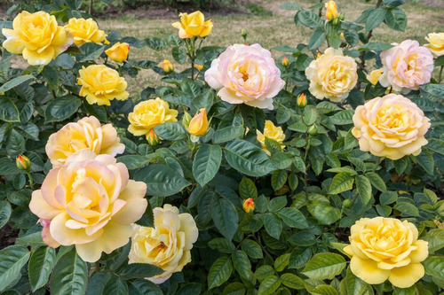 Rosal Amarillo + Semillas Y Regalo