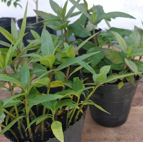 50 Semillas De Asclepias Recién Cosechadas. Organicas