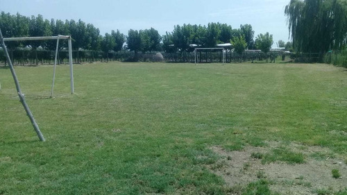 Imagen 10 de 13 de 3,9 Has En Excelente Estado. Maipú, Mendoza