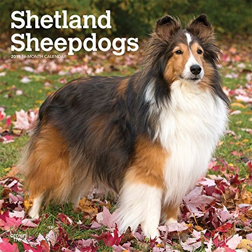 Shetland Sheepdogs 2019 12 X 12 Inch Monthly Square Wall Cal