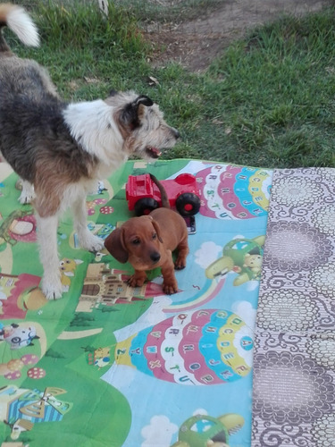 Imagen 9 de 10 de *la Aldea Guarderia Y Pensionado Canino*