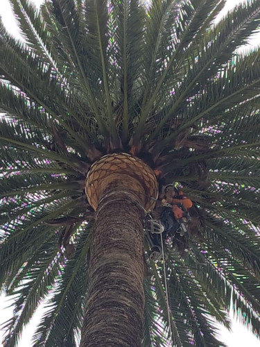 Imagen 3 de 10 de Poda De Arboles Y Palmeras Tala Extracciones Altura Riesgo