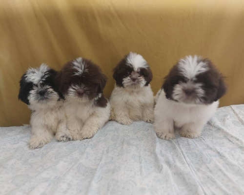 Hermosa Shih Tzu Hembra Y Machos