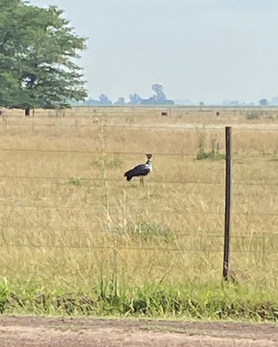 Excelente Lote En Barrio Cerrado La Alameda, Carmen De Areco