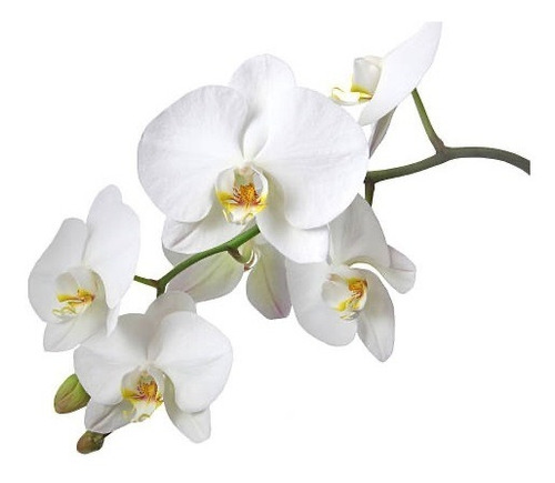 Orquideas Phalaepnosis X 2 Varas Florales