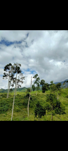 Excelente Finca En Chiguara Mérida
