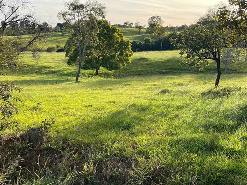 Imagem 11 de 20 de Chácara À Venda! Em Goianésia - Go, 13 Alqueres A 14.5 Km De Goianésia, Com 2 Nascente De Água Dentro.
