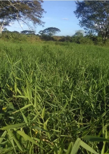 Imagen 11 de 30 de Finca Y Centro Turístico Linda Barinas En Venta