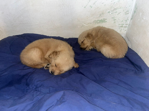 Cachorros Golden Retriever