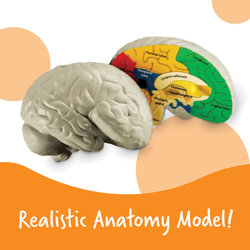 Recursos De Aprendizagem Do Modelo Cerebral, Seção Transvers