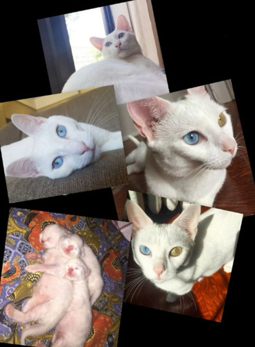 Gatitos Khao Manee, No Angora Persa Ni Siames. Entregascaba!