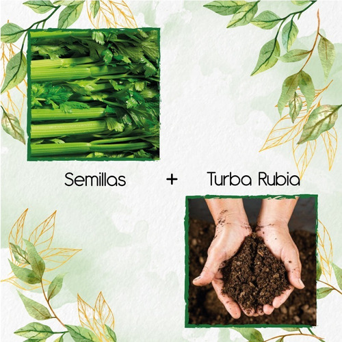 200 Semillas De Apio Tall Utha + Turba De Germinación