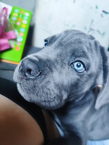 Filhote De Cane Corso 