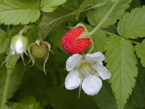 Plantas De Frambuesa