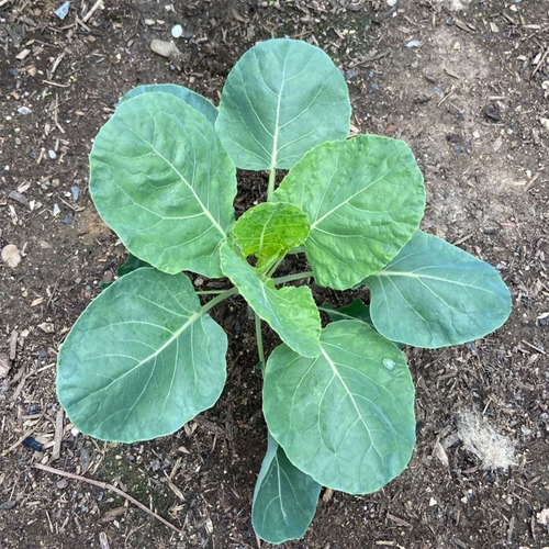 Couve Manteiga - Brassica Oleracea - Kit 10 Mudas