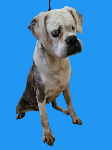Boxer Lucio, Rescatado Del Abandono, Necesita Amor, 8 Añitos