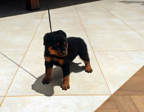 Rottweiler_ Alto Padrão _ Frete Grátis_ Ninhada 04.04.20
