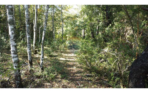 Plot In Pucón, Los Riscos Safe Investment