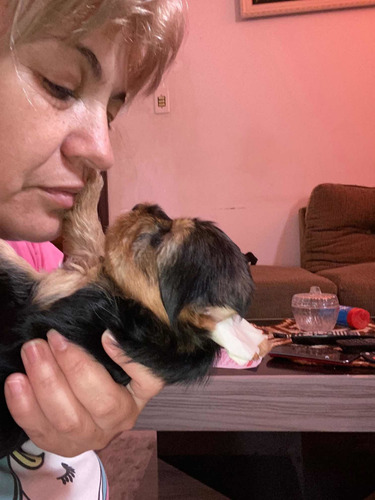 Imagem 4 de 5 de Yorkshire Terrie Fêmea E Macho Pequeninos E Lindos