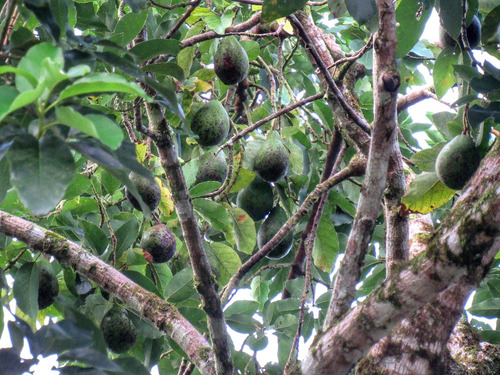 Chácara A Venda Em Guaratuba De Porteira Fechada