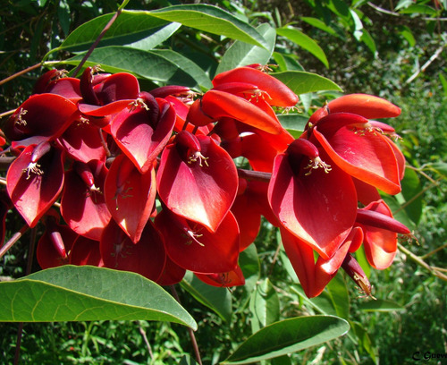 Sementes Mulungu Vermelho Corticeira Suinã Ceibo Erythrina