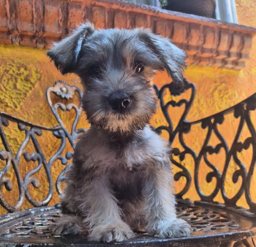Schnauzer Machos Y Hembras Excelente Calidad Cariñosos Sal Y Pimienta,