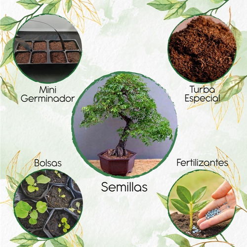 5 Semillas De Bonsái Caoba + Kit De Germinación