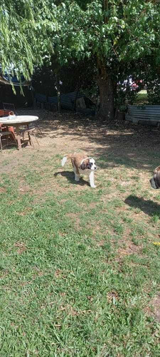 Imagen 3 de 4 de Cachorro San Bernardo