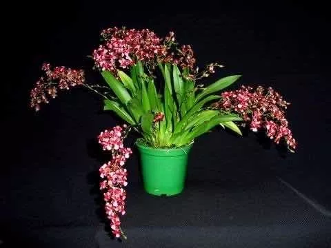Orquídea Oncidium Twinkle * Red Fantasy *