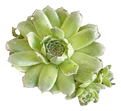 Sempervivum 