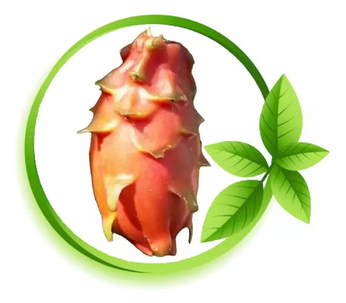Muda Pitaia Pitaya Imperial Espanhola- Legítima E Rara