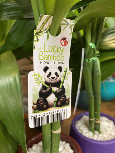 Lucky Bambu Da Sorte Hidrocultura Prosperidade Boa Energia