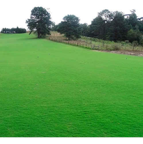 02 Kg De Grama Esmeralda Para 2000m² 100% Puras Frete Grátis