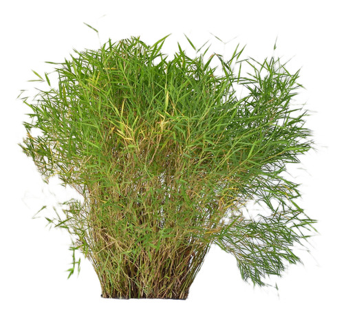 Planta Caña Bambú Enano